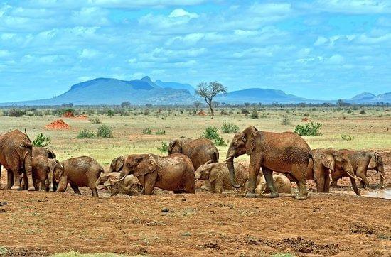 tsavo2.jpg