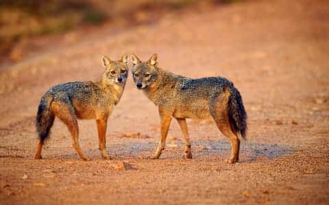 Pench National Park