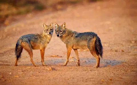 Pench National Park