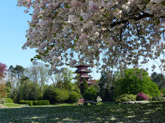 History Of Cherry Blossoms In Japan