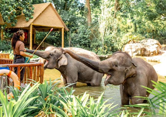 Elephant Feeding at Singapore Zoo
