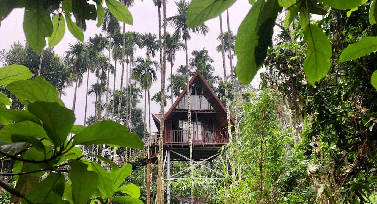 Wayanad Staycations & Experiences