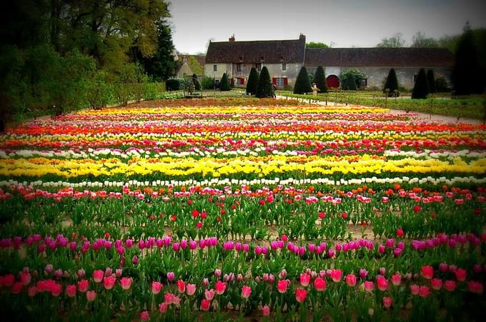 The Flower Garden