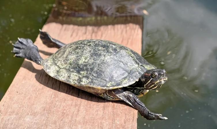 Visit Tortoise Sanctuary