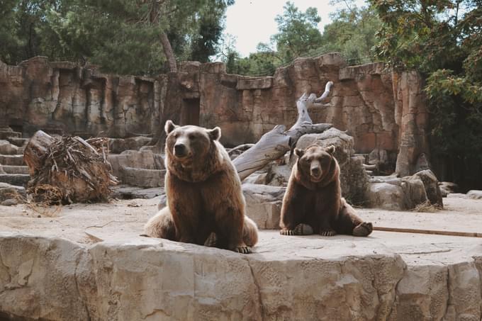 Bear in Brookfield Zoo