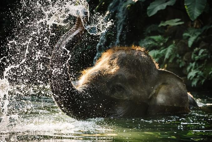 Elephant playing with water in bali zoo