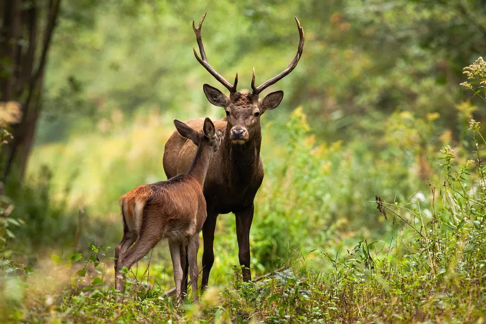 Wildlife Sightings