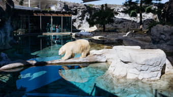 Watch majestic polar bears swim, dive, and play at Polar Bear Shores