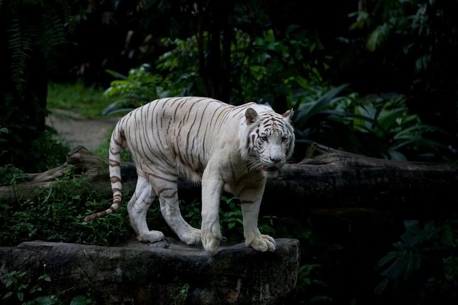 Enjoy Singapore Zoo and Night Safari