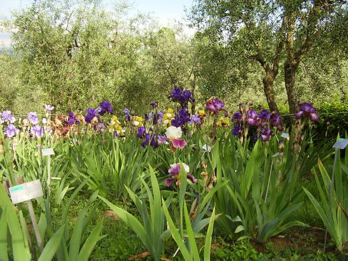 Garden Of The Iris