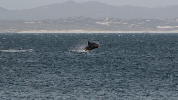 Hermanus Whale Watching