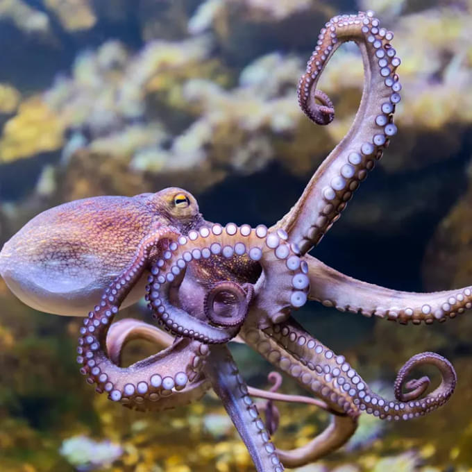 Rock Pool Explorer