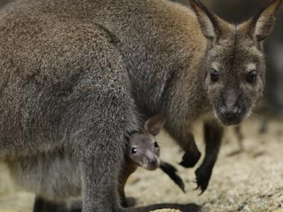 See animals from Australia, New Zealand and New Guinea in the Wallaby Trail