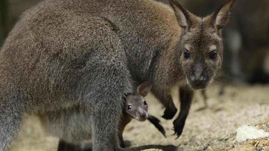 See animals from Australia, New Zealand and New Guinea in the Wallaby Trail