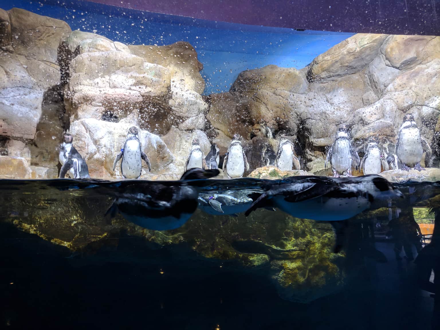 Penguin Habitat