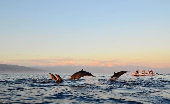 Dolphin Watching Mallorca Tours