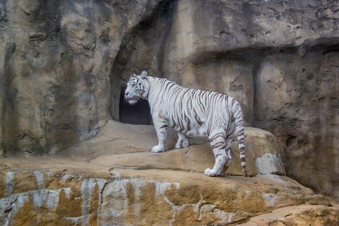 Lion in Prague Zoo