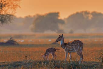 Bharatpur Weekend Tour Package from Delhi