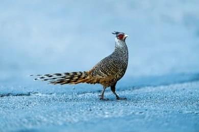 Discover Life Along the Trail