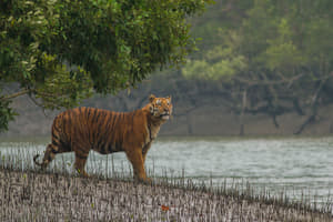 Sundarban