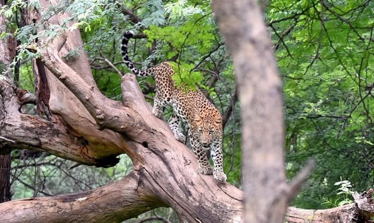 Jhalana Leopard Safari Overview