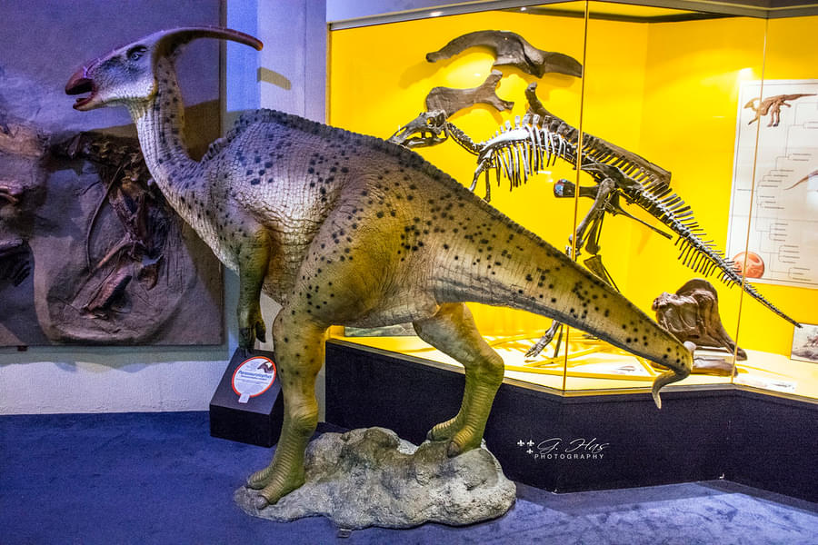 National Dinosaur Museum Tickets Image
