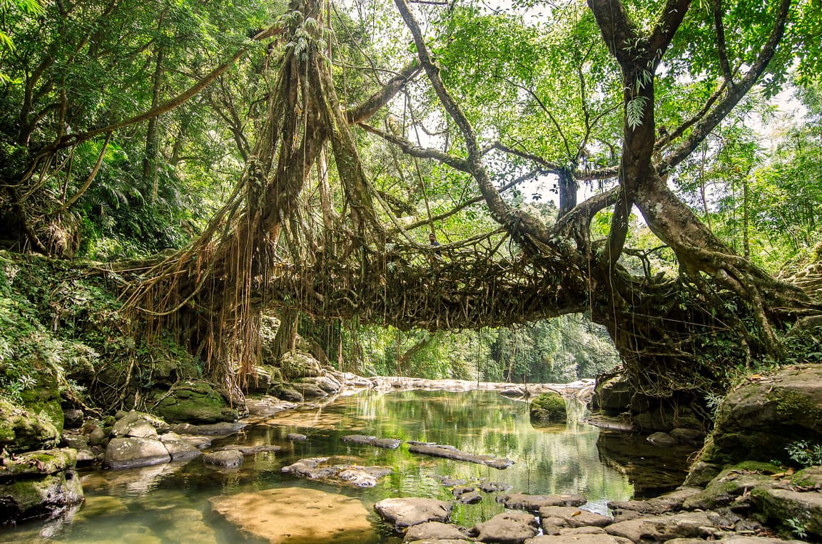 Living Root Bridge Riwai Village