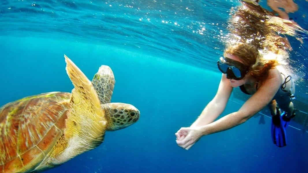 Witness the beautiful sea turtles