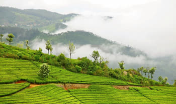 8bqv8w3ivsqoqxruhy7oh1j5sn08 1554305763 coonoor irctc cover.jpg