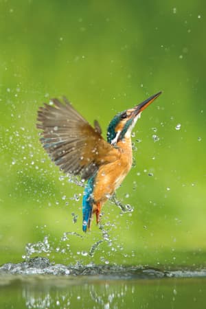 Adel Dam Nature Reserve