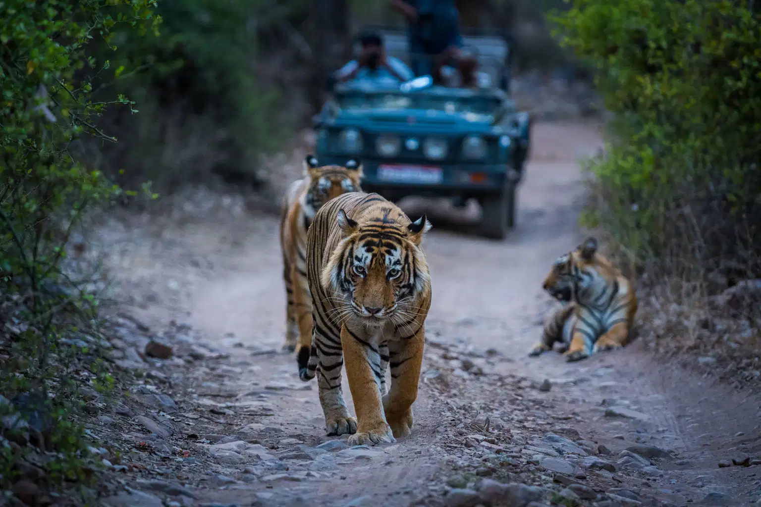 Jaipur Ranthambore Udaipur Tour
