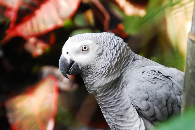 The Grey Parrot