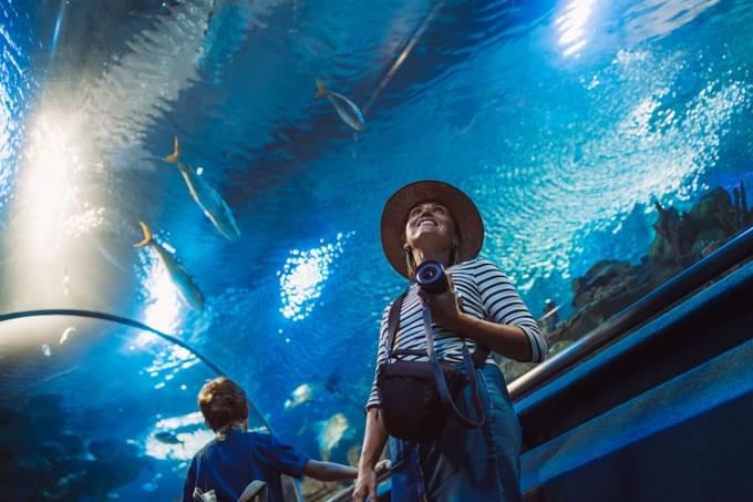 sea aquarium sentosa singapore 