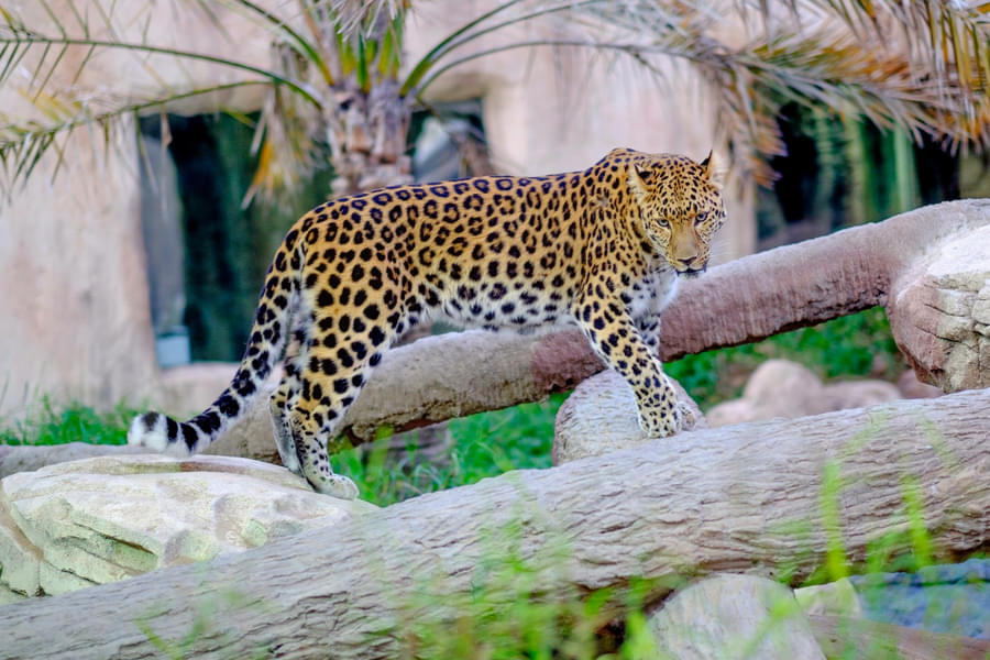 See the gorgeous leopards closely