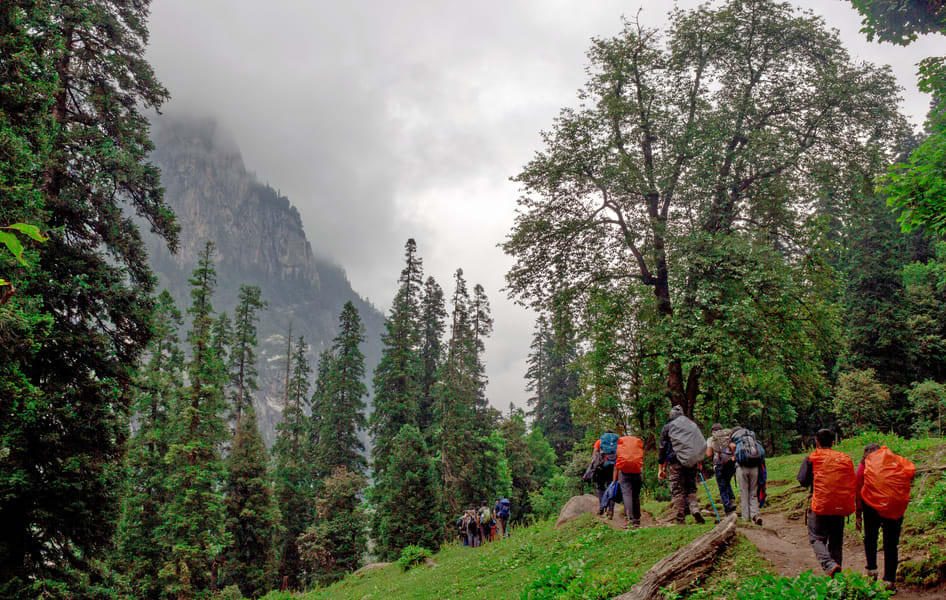 Find the Alpine Trees while you Trek from Jobra to Chika