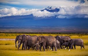 Herd of Elephants at Amboseli National Park