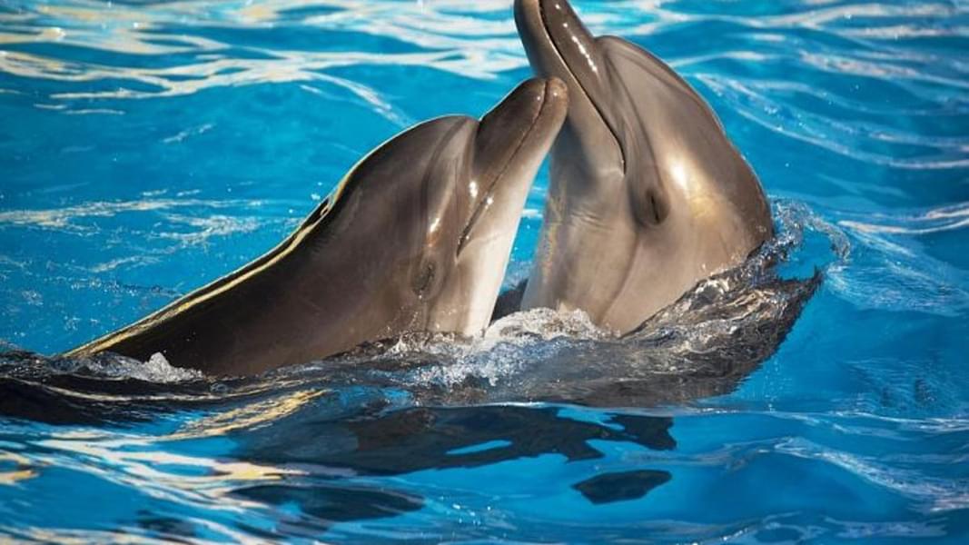 See the dolphins play with each other