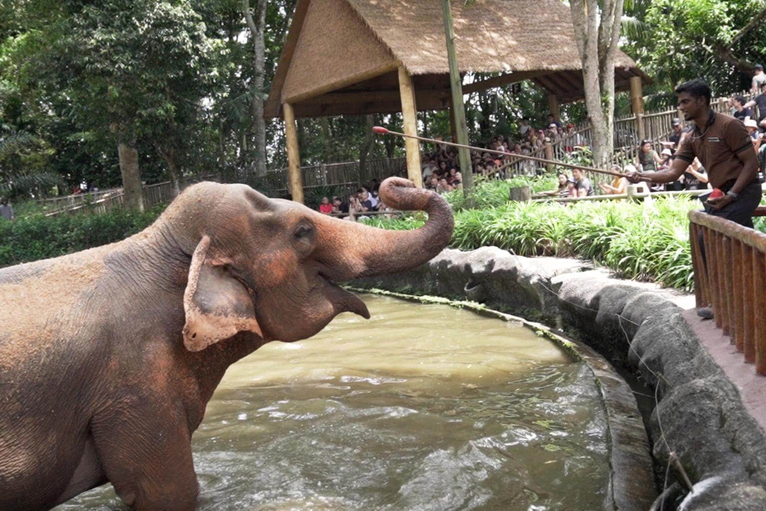 Elephant Presentation Show