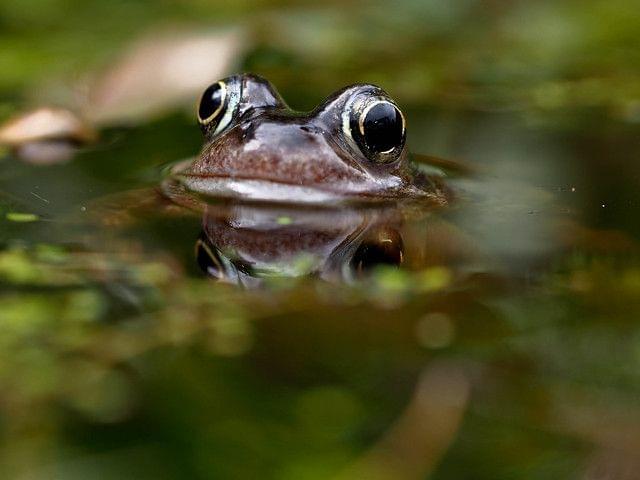 Amphibians in National Zoological Gardens