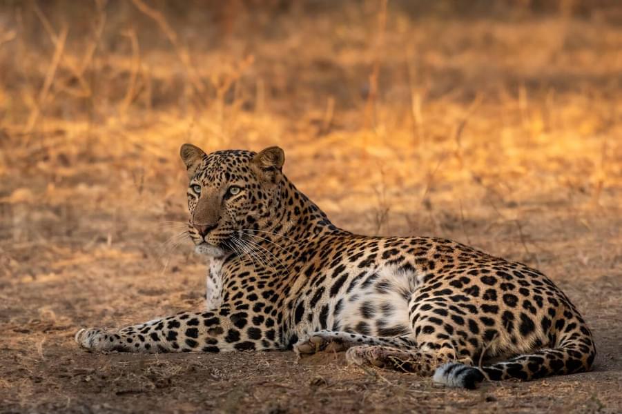 Jawai Leopard Safari​ in Rajasthan Image