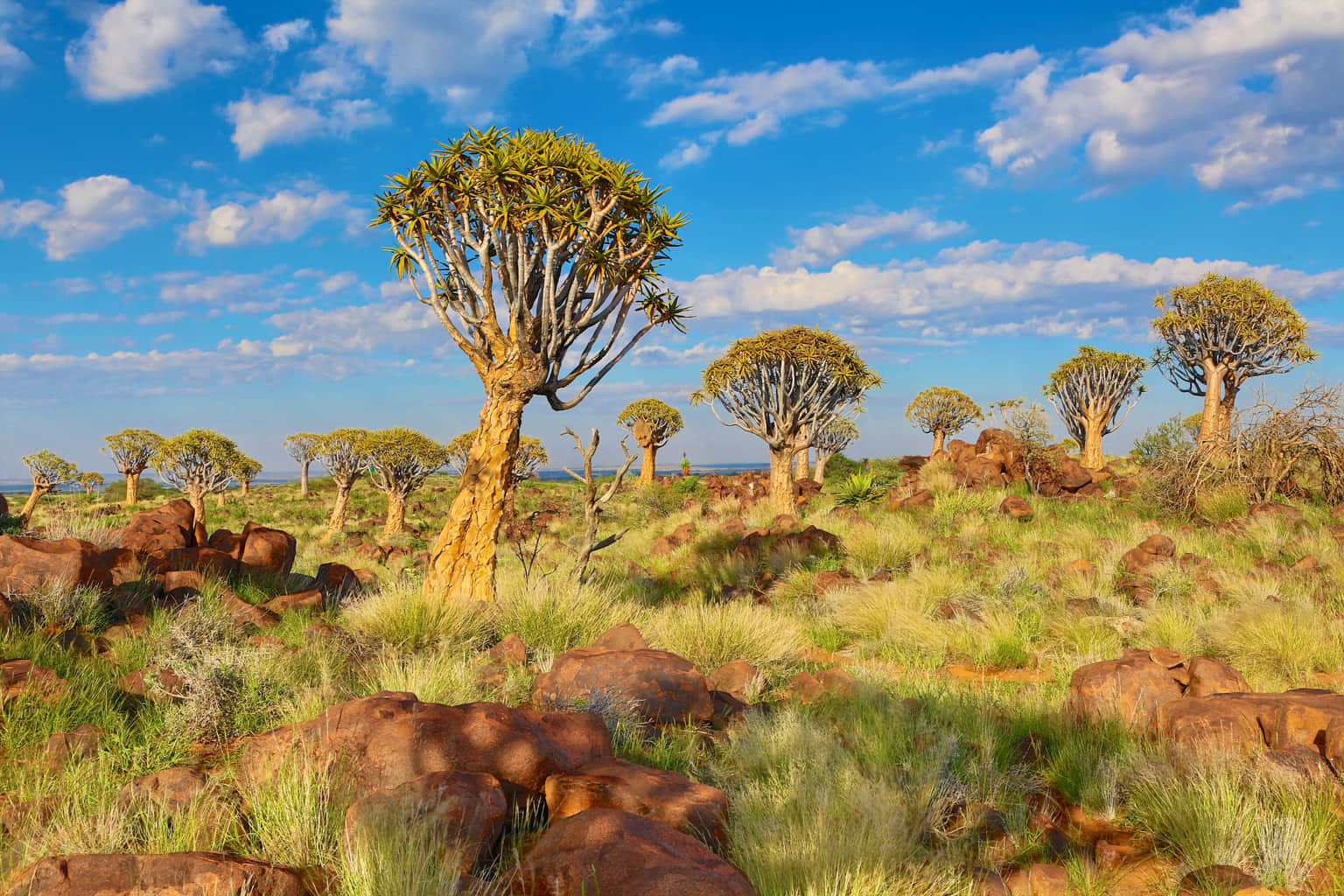 Quiver Tree Forest