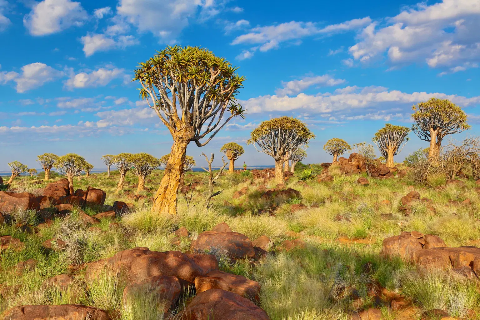 Quiver Tree Forest