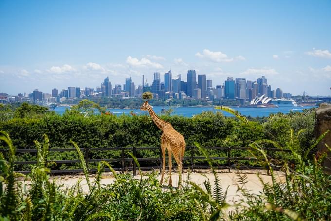 Taronga Zoo