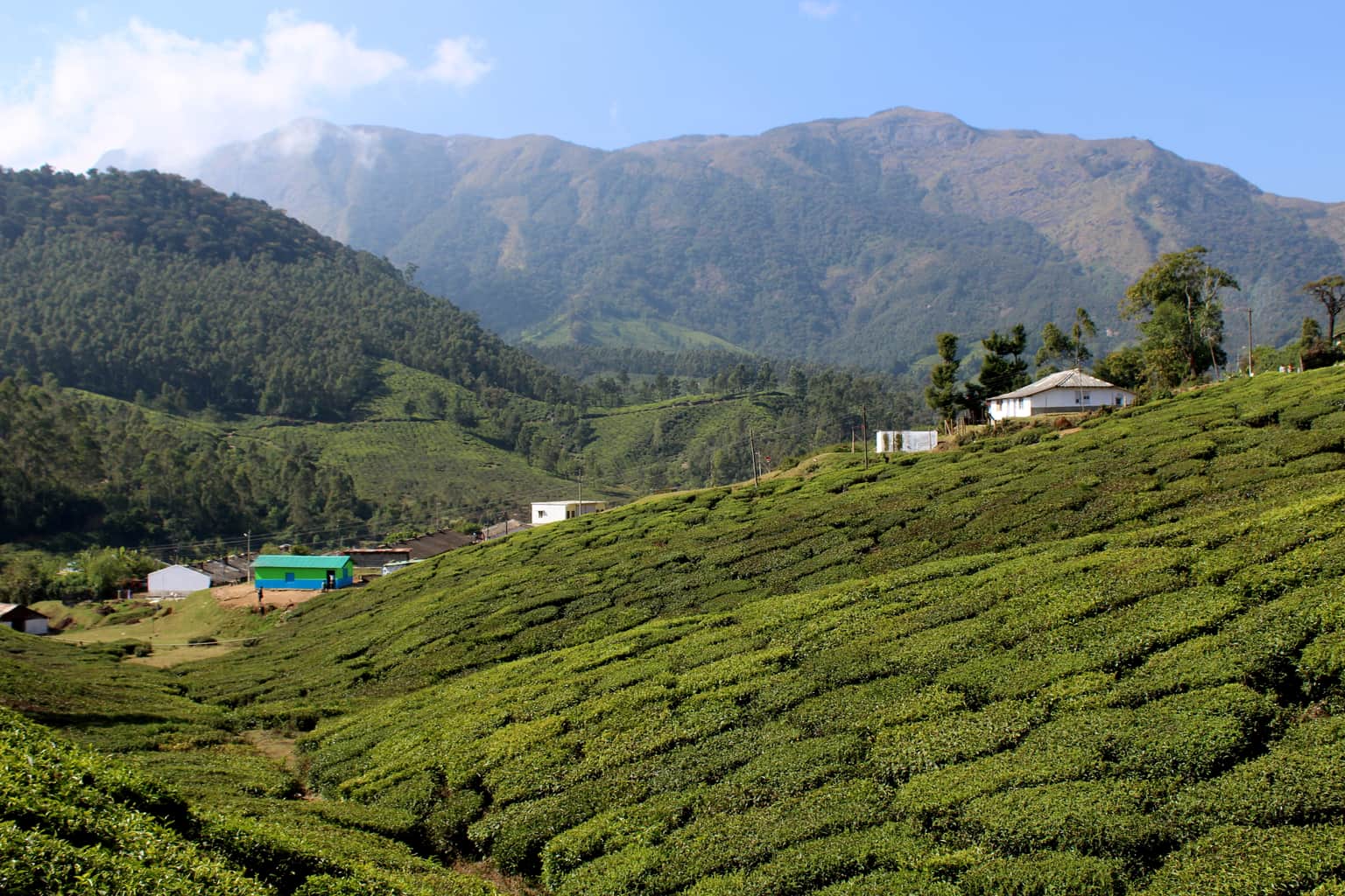 Tea Plantations in Yellapatty