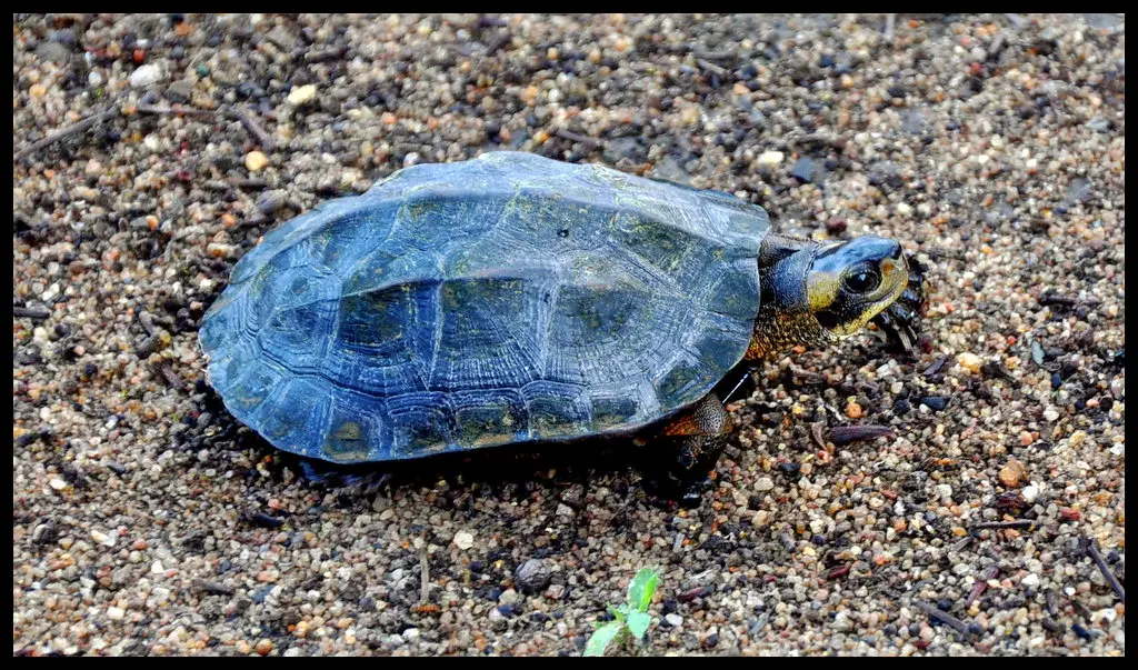 Shendurney Wildlife Sanctuary