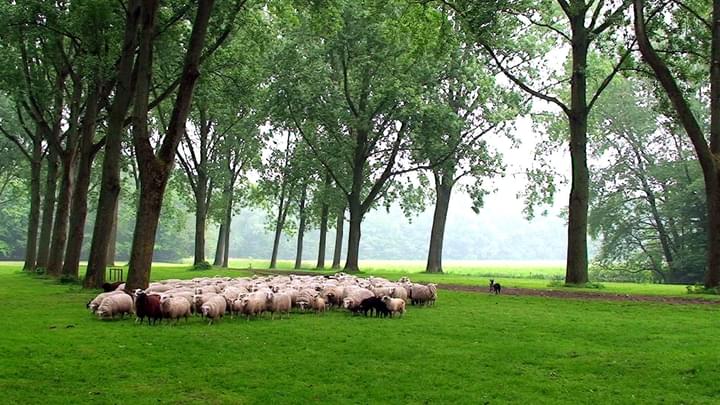 Sheeps at Het Amsterdamse Bos