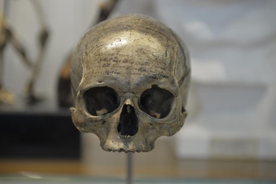 Get to see the skull of the famous René Descartes