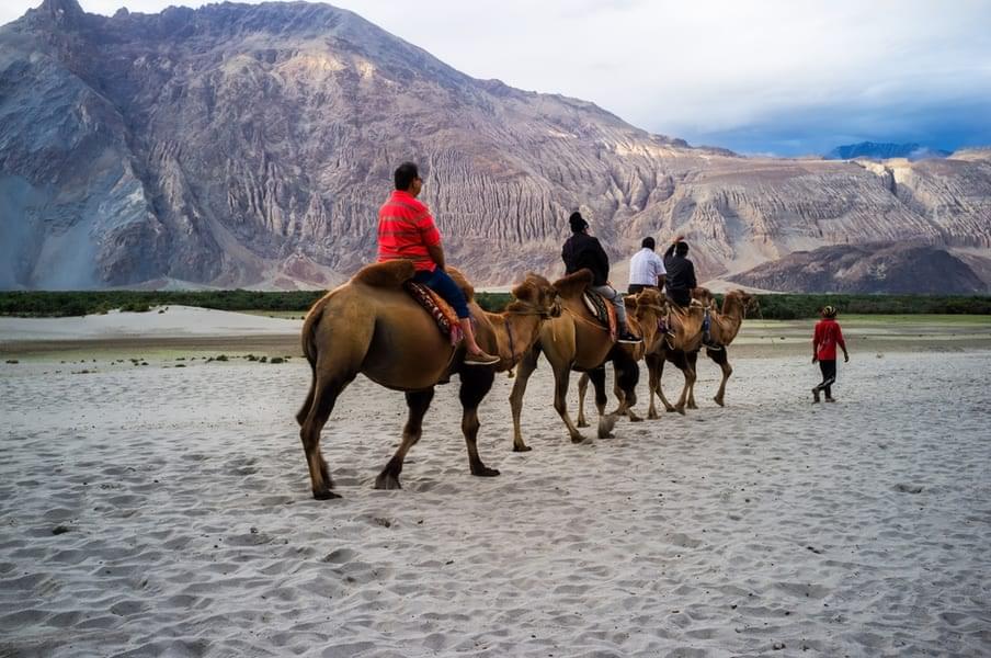 Enjoy the enthralling camel ride in the Ladakh region