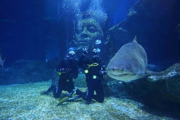 Shark Walker In Dubai Aquarium