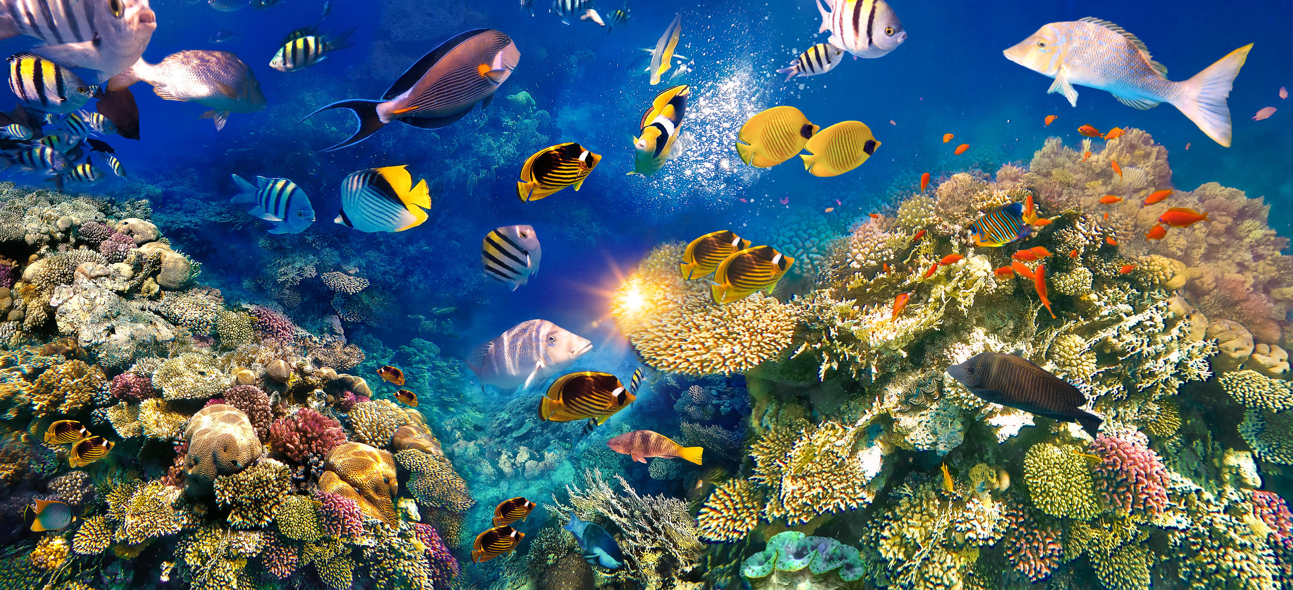 S.E.A. Aquarium Tickets in Singapore